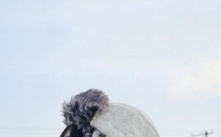 被主人扇PG报数桌子